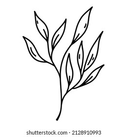 Laurel branch vector icon. Hand drawn illustration isolated on white background. Mediterranean plant with scented foliage. Botanical sketch, outline. Symbol of peace, victory, success