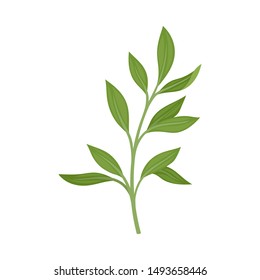 Laurel branch. Vector illustration on a white background.