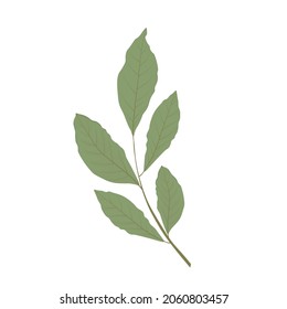 Laurel branch vector stock illustration. Green leaves on a rod. Fresh eucalyptus greens. Tea. Isolated on a white background.
