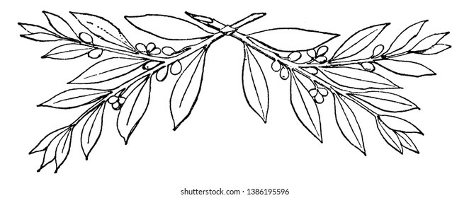 Laurel Branches were found in a the silver treasure of Hildesheim, vintage line drawing or engraving illustration.