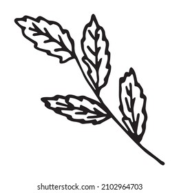 Laurel Brunch einzeln. Boho-Stil-Konzept   für Hochzeitseinladung, Grußkarte, Branding, Logo, Label, Farbbuchseite. Line Art. Vektorgrafik. 