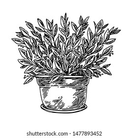 Laurel bush in large pot. Sketch. Engraving style. Vector illustration.