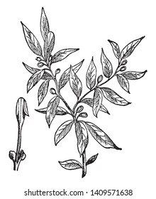 Laurel grandiflora is a medium to large evergreen tree which may grow sixty feet in height. It typically has a single stem and a pyramidal shape, vintage line drawing or engraving illustration.