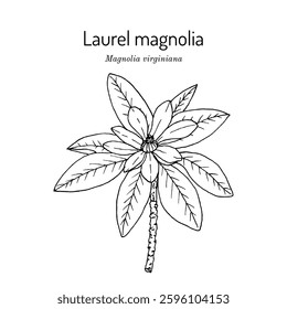 Laurel Magnolia, or sweetbay (Magnolia virginiana), medicinal and ornamental plant. Hand drawn botanical vector illustration