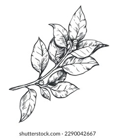 Laurel on a white background in retro style. A popular seasoning in Italian, Greek and Provencal cuisine. Branch in engraving style. Spices botanical vector illustration.