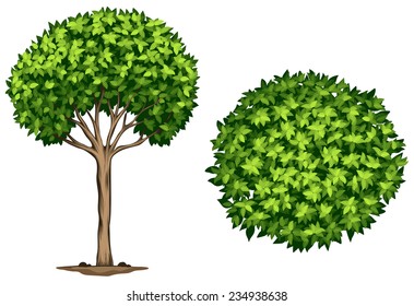 A Laurel Tree On A White Background 