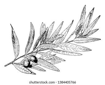 A laurel or a laurel tree is a small evergreen tree with shiny leaves. The leaves are sometimes used to make decorations such as wreaths, vintage line drawing or engraving illustration.