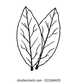 Laurus icon in outline style isolated on white background. Herb an spices symbol stock vector illustration.
