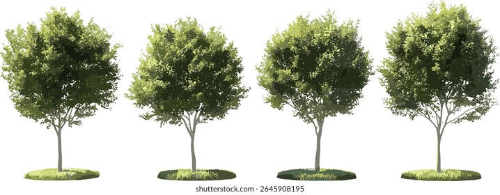 Laurus nobilis Baumgruppe, Lorbeerbaum, griechischer Lorbeer, echter Lorbeer, süße Bucht, Straßenbäume, einzeln, Vektorgrafik, immergrüne Pflanzen, Landschaftsgestaltung, Ziergrün.