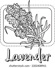 Lavander Ilustración De Flores Artline Para Niños Coloreando Libro