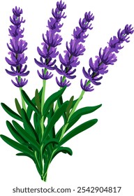 Lavanderblüten in einer Vierergruppe