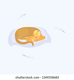 lavander with sleeping dog on the pillow