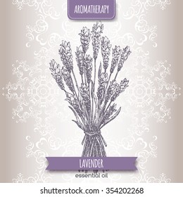 Lavandula angustifolia aka common lavender sketch on elegant lace background. Aromatherapy series. Great for traditional medicine, perfume design or gardening. 