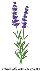 Lavandula angustifolia healing flower vector medical illustration isolated on white background in flat design, infographic elements, healing herb lavender icon.