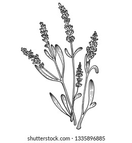 Lavandula lavender flower plant sketch engraving vector illustration. Scratch board style imitation. Black and white hand drawn image.