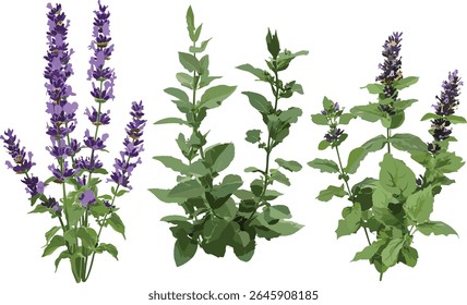 Lavandula pinnata e Plectranthus Mona Lavender isolado, planta de ervas, árvore de jardim, folhas aromáticas, ervas floridas, vegetação natural, ilustração vetorial.