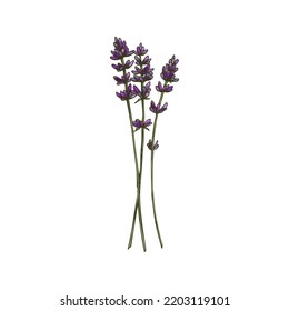 Lavandula Plant Isolated Kitchen Herb Sketch. Vector Lavender Purple Flowers With Bracts, Flowering Plant, Organic Culinary Herb. Scented Violet Buds Used In Medicine Culinary And Cosmetics, Lamiaceae