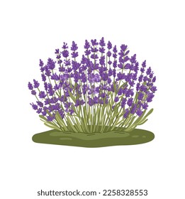 Hierba de cocina aislada de la planta Lavandula. Flores de lavanda vectorial púrpura con brácteas, planta de flores, hierba orgánica. Camiones violetas perfumados