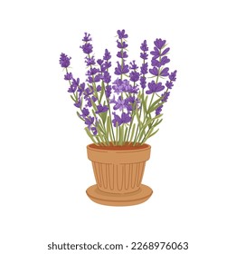 Lavandula plant kitchen herb growing in flower pot. Vector lavender purple flowers houseplant, flowering organic culinary herb. Scented violet buds