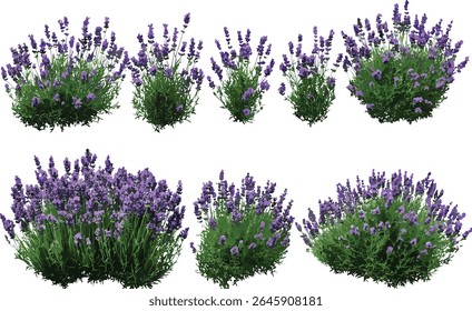 Coleção de estacas de lavandula, lavanda espanhola, lavanda superior, lavanda francesa, floração isolada, árvore de recorte, planta de ervas, flor aromática, ilustração vetorial, decoração da natureza.