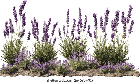 Lavandula stoechas set, lavanda espanhola, lavanda coberta, lavanda francesa, floração isolada, árvore de recorte, flor silvestre, planta aromática, erva de jardim, ilustração vetorial, flor de verão.