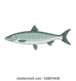 Lavaret european whitefish coregonus lavaretus fish