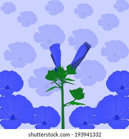 Lavater blue flowers for a card.
