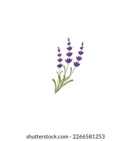 Lavendar. El ramo de flores de Lavender o Lavandula y el brote de violeta. Hierba de lavanda aromatizada con aromatizantes orgánicos. Lavandera afilada. Ilustración vectorial aislada en fondo blanco. Para etiqueta de plantilla, embalaje, web