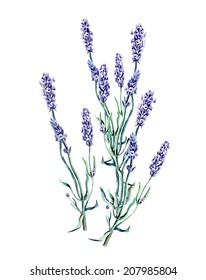 Lavender 