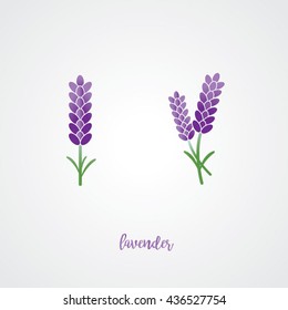 lavender