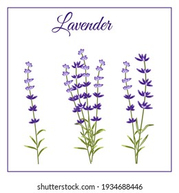 Lavender Aromatic Flowers Small Bouquet. Vector Illustration