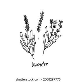 Lavender. Ayurveda. Natural herbs. Ayurvedic herbs, medicines. Herbal illustration. A medicinal plant. The style of doodles. Medicines for health from plants. Lavender for aroma oils.
