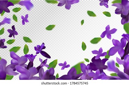 Lavender background. Beautiful lavender with green leaf on transparent background. Violet flower lavender in motion. Flying flower. 3d vector illustration.