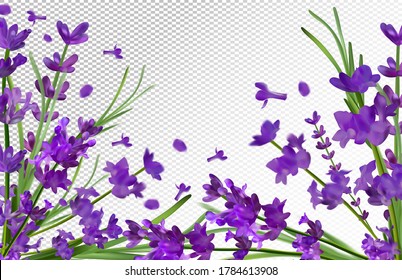 Lavender background. Beautiful lavender with green leaf on transparent background. Violet flower lavender in motion. Flying flower. 3d vector illustration.