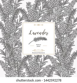 Lavender background. Black and white lavender leaves and flowers. Medical and cosmetic herbs. Vector illustration botanical.
