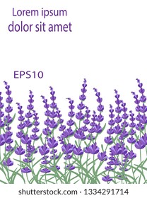 Lavender background with copy space for your text. Flower brochure. Mockup for design. Vector eps10. 