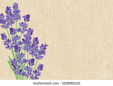 Lavender. Background with lavender flowers and the texture of the canvas.
