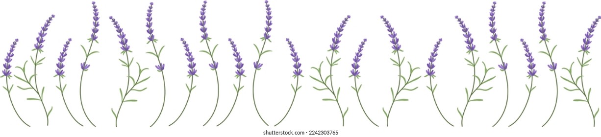 La lavanda es una hermosa flor de campo para aceites aromáticos. Tonos violeta y lavender para empaque ecológico rústico de moda.