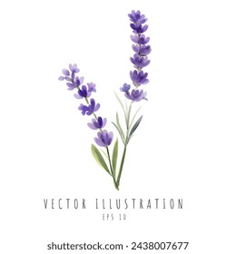 Lavanda hermosos ramos florales aislados sobre fondo blanco. Ilustración de vector