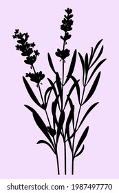 Lavender. Black silhouette of sprigs of lavender isolated on a lilac background. Vector illustration.