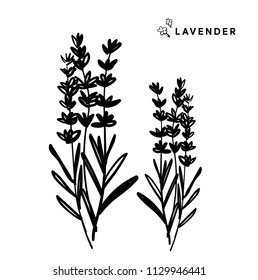 Lavender. Black and white botanical illustration. Ingredient for cosmetics. Print design.