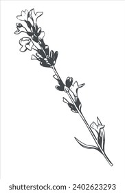 Ziehen Sie die schwarz-weiße Linie ab. Vektorduftende Wildblume auf weißem Hintergrund. Gravur mit Wildblumen. Der Stil der Provence. Inhaltsstoff für Parfüms und Kosmetika.