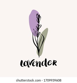 Lavender black and white vector hand draw sketch with colored spots. Hand lettering text. Lavender icon logo design template. Simple illustration of the element from the concept of nature.