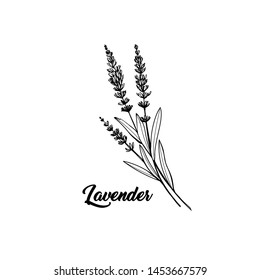 Lavender black and white vector sketch. Fragrant French wildflower with title. Violet summer honey plant sketched outline. Blooming aromatic Provence wild flower engraving. Aromatherapy scent