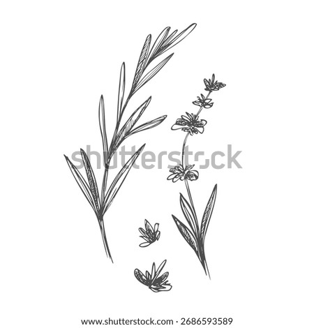 Lavender black and white vector sketch. Fragrant French wildflower with title. Violet summer honey plant sketched outline. Blooming aromatic Provence wild flower engraving.