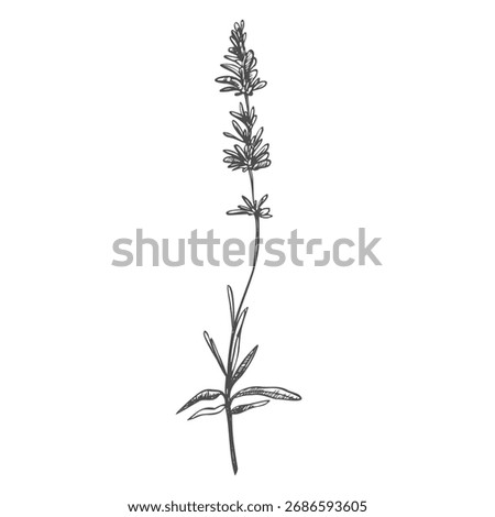 Lavender black and white vector sketch. Fragrant French wildflower with title. Violet summer honey plant sketched outline. Blooming aromatic Provence wild flower engraving. Aromatherapy scent