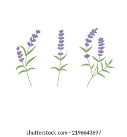 Lavender blossom in different forms. Aroma herb for aromatherapy, cosmetics, skin care. Hand drawn vector illustration.