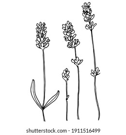 Lavender botanical flower. Hand drawn design of wedding herb, plant and monogram with elegant leaves for invitation save the date card design. Rustic trendy greenery vector illustration