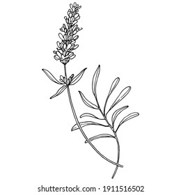 Lavender botanical flower. Hand drawn design of wedding herb, plant and monogram with elegant leaves for invitation save the date card design. Rustic trendy greenery vector illustration