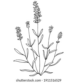 Lavender Botanical Flower Hand Drawn Design Stock Vector (Royalty Free ...